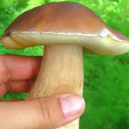 Cesta Z Mesta Na * Huty