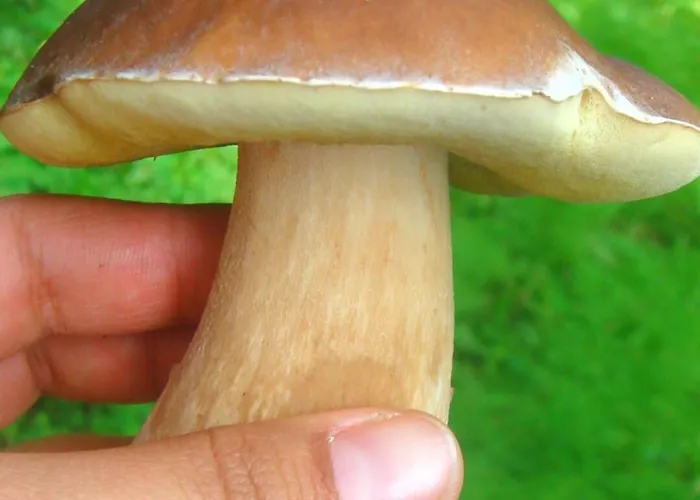 Cesta Z Mesta Na * Huty